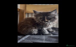 Maine Coon cats for sale: Last 2 Maine coon kittens  - Image 17