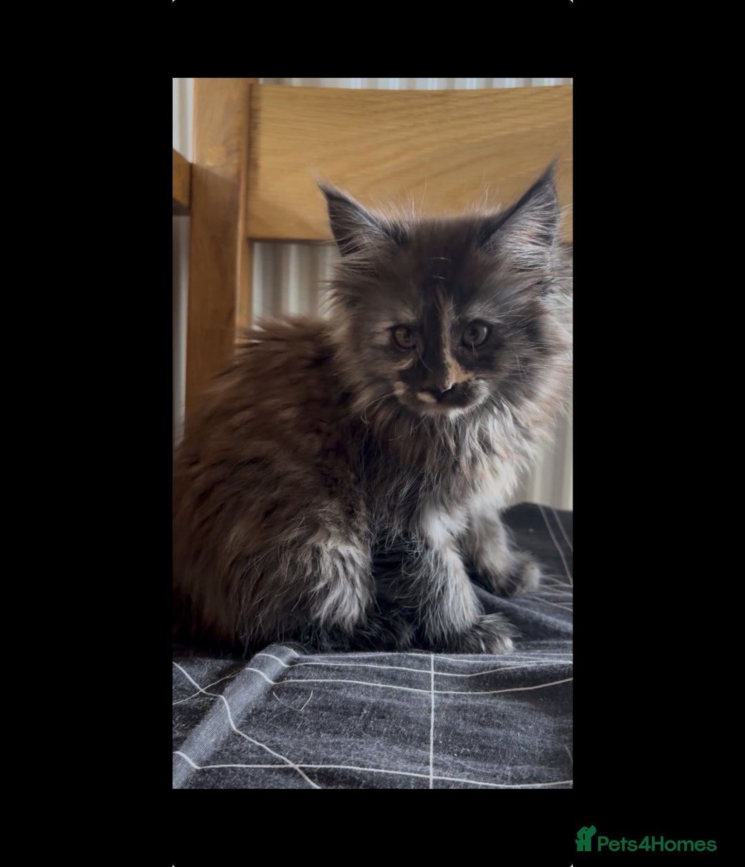Maine Coon cats for sale: Last 2 Maine coon kittens  - Image 17