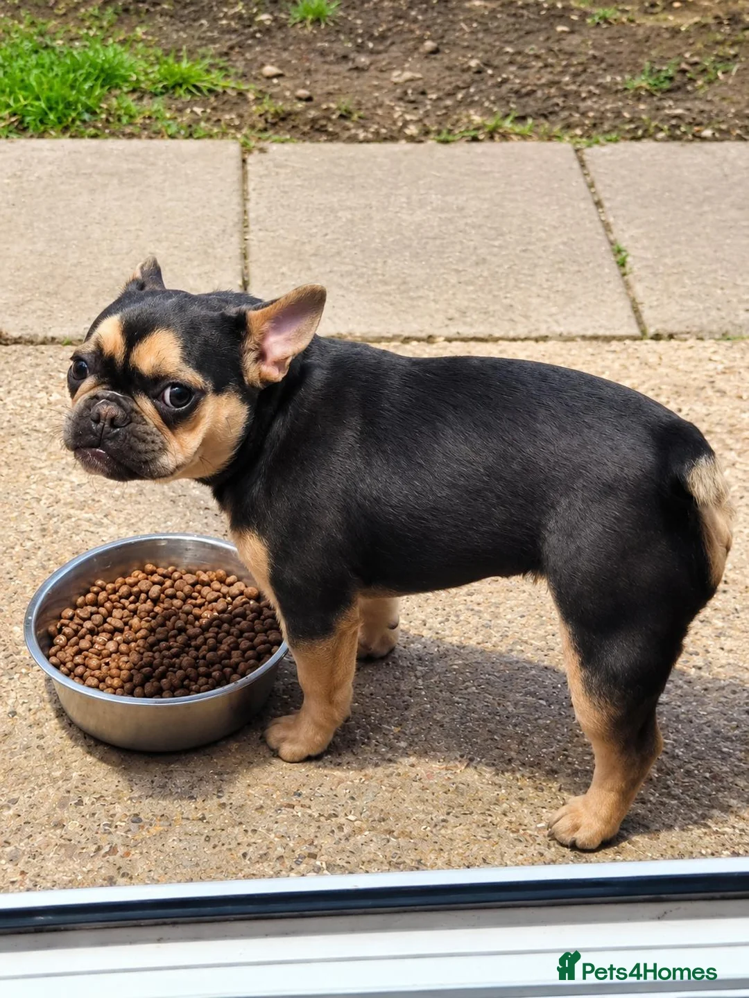 French Bulldog dogs for sale: 🐾 Beautiful 6-Month-Old French Bulldog  - Advert 1