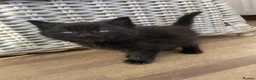 Mixed Breed cats for sale: 1 little full black boy - Advert 4