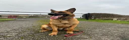 Belgian Shepherd Dog dogs for sale: Narla for re home  - Advert 3
