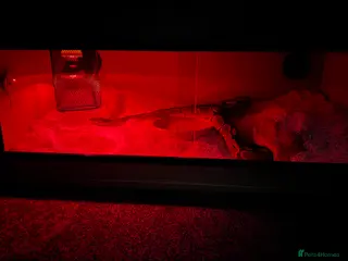 Python Snake reptiles Female Ball Python in Bushey - Advert 12