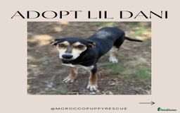 Mixed Breed dogs for sale: Mixed breed - Image 6