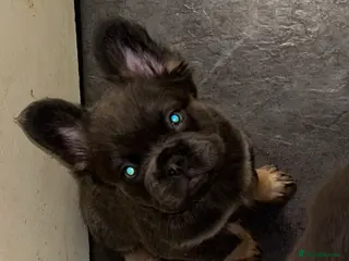 French Bulldog dogs 2 left 🇫🇷Fluffy french bulldog - Advert 20