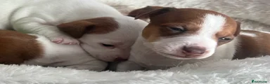 Jack Russell Puppy 2