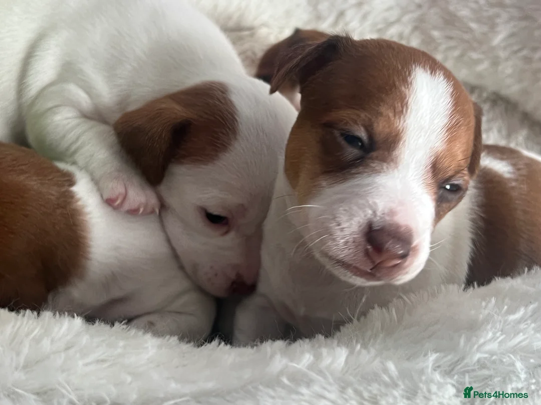Jack Russell dogs for sale: Stunning Miniature Jack Russell Puppies!!! - Advert 16