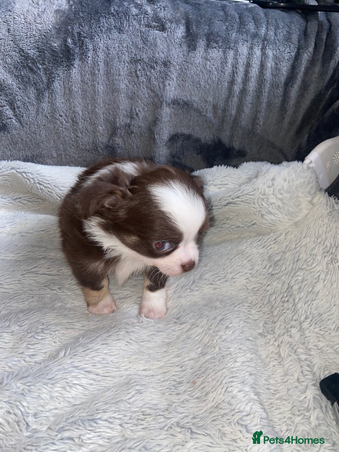 Chihuahua dogs for sale: ❌❌❌ Stunning Long Coat Chihuahua ❌❌❌ - Image 7