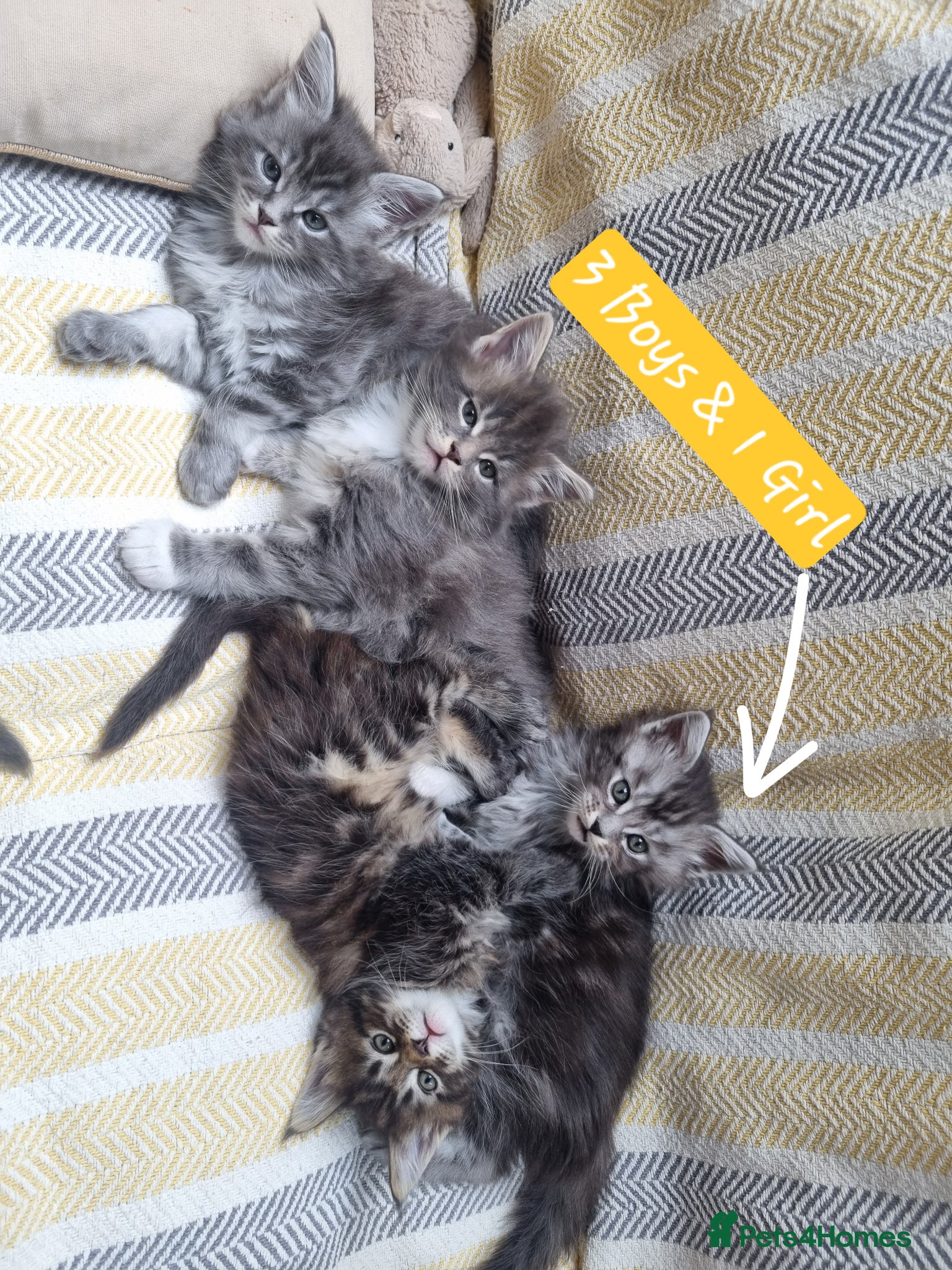 Maine Coon cats Maine Coon Kittens  - Advert 1