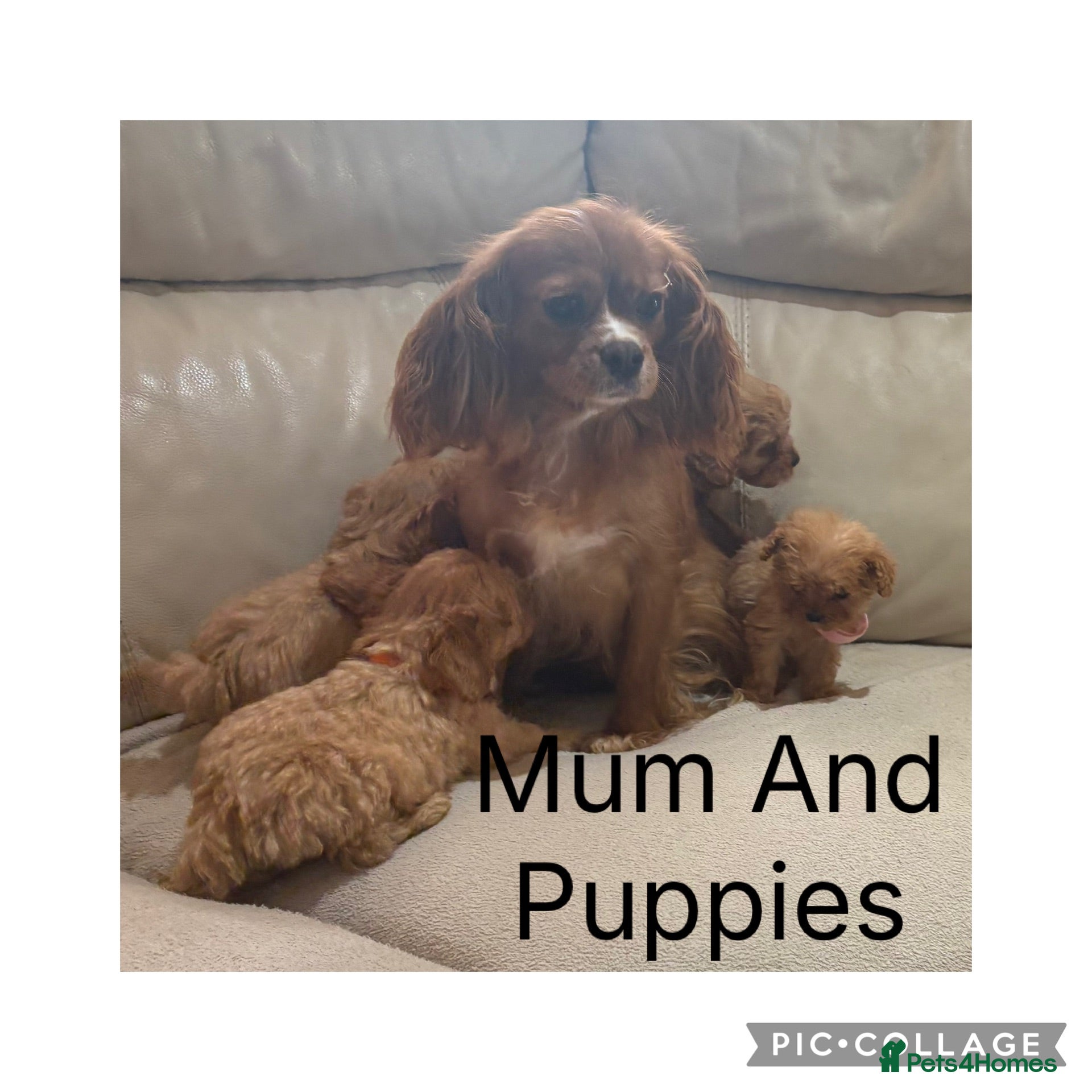 Cavapoo dogs Beautiful F1 Cavapoo Puppies  - Advert 1