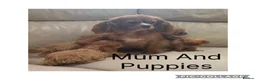 Cavapoo dogs for sale: Beautiful F1 Cavapoo Puppies  - Advert 1