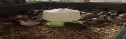 Quail poultry for sale: Sexed Chinese Painted Button Quail  - Advert 2