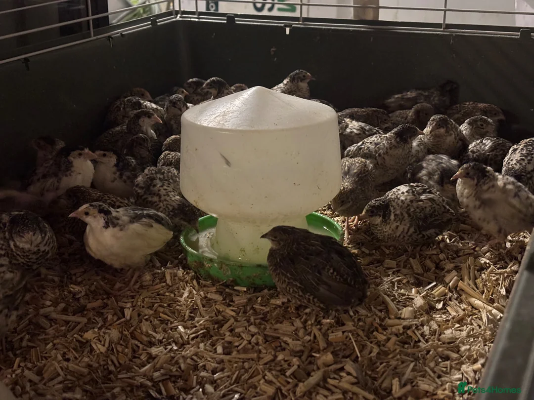 Quail poultry for sale: Sexed Chinese Painted Button Quail  - Advert 2