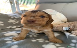 Cocker Spaniel dogs for sale: Health tested KC reg show type cocker spaniels  in Abergele - Image 33
