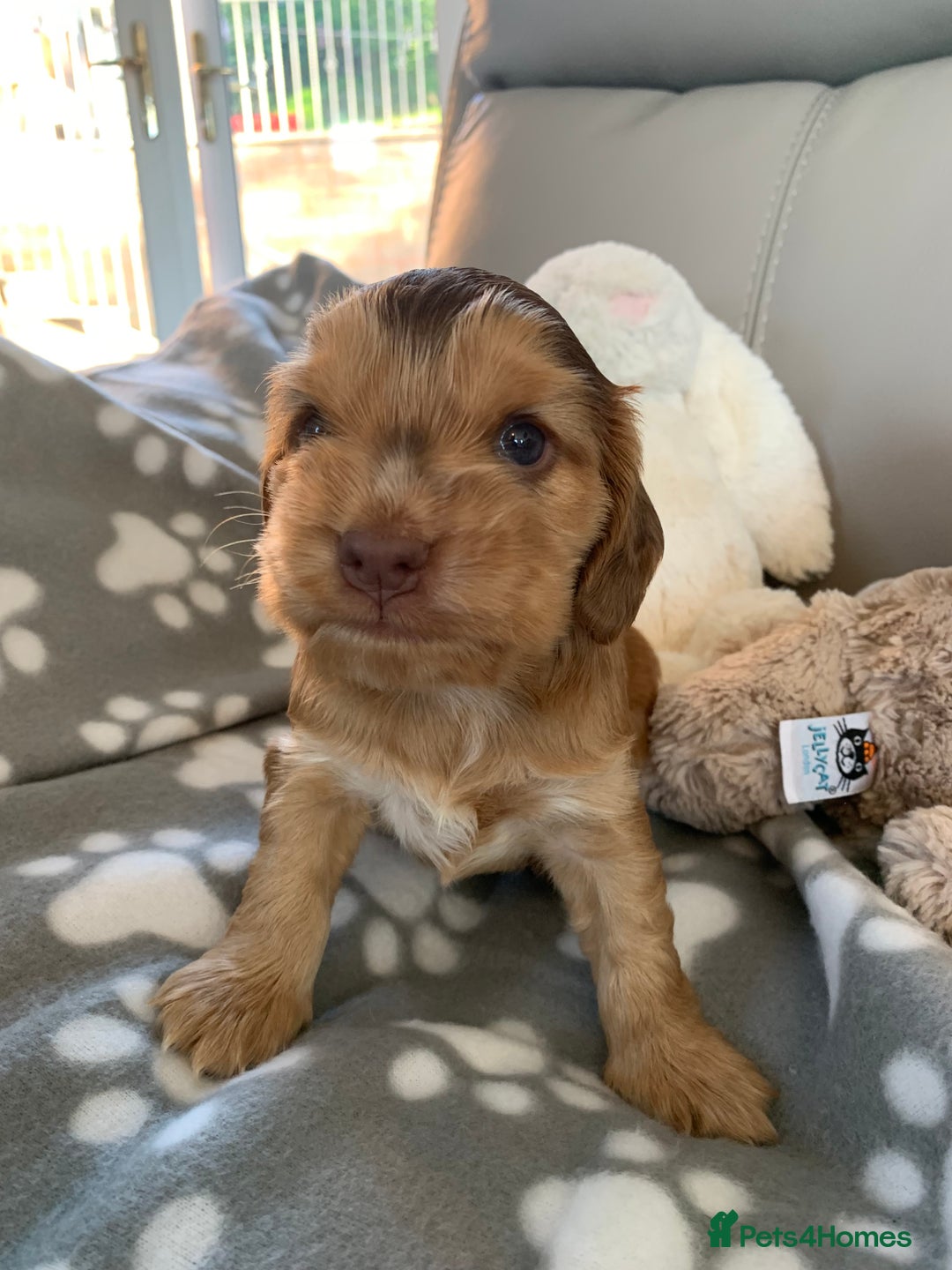 Cocker Spaniel dogs for sale: Health tested KC reg show type cocker spaniels  in Abergele - Image 33