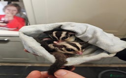 Sugar Glider rodents for sale: Stunning Male & Female Grey sugar glider pair - Advert 7