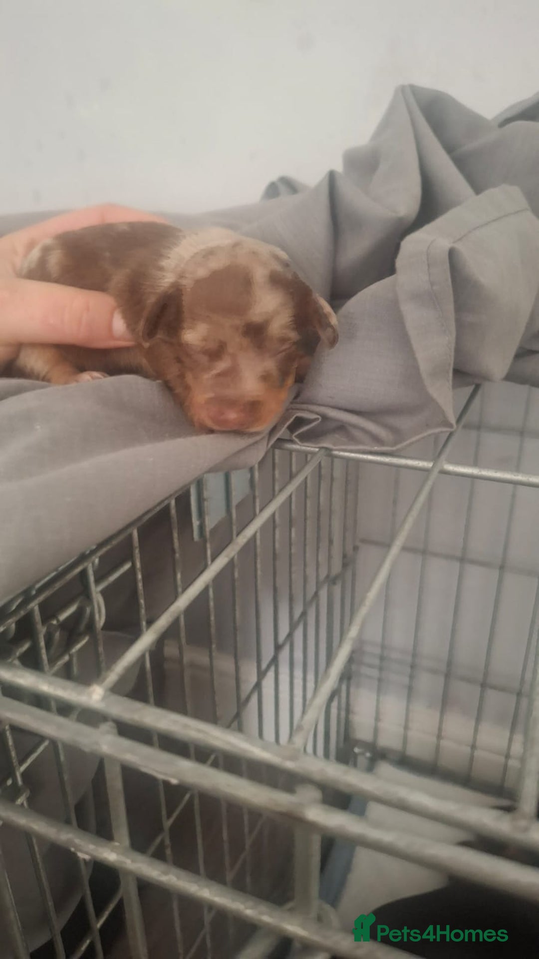 Dachshund dogs for sale: Puppies  - Image 9
