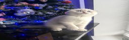 Scottish Fold cats for sale: 😻Stunning Pure breed Scottish fold kittens 😻 - Advert 29