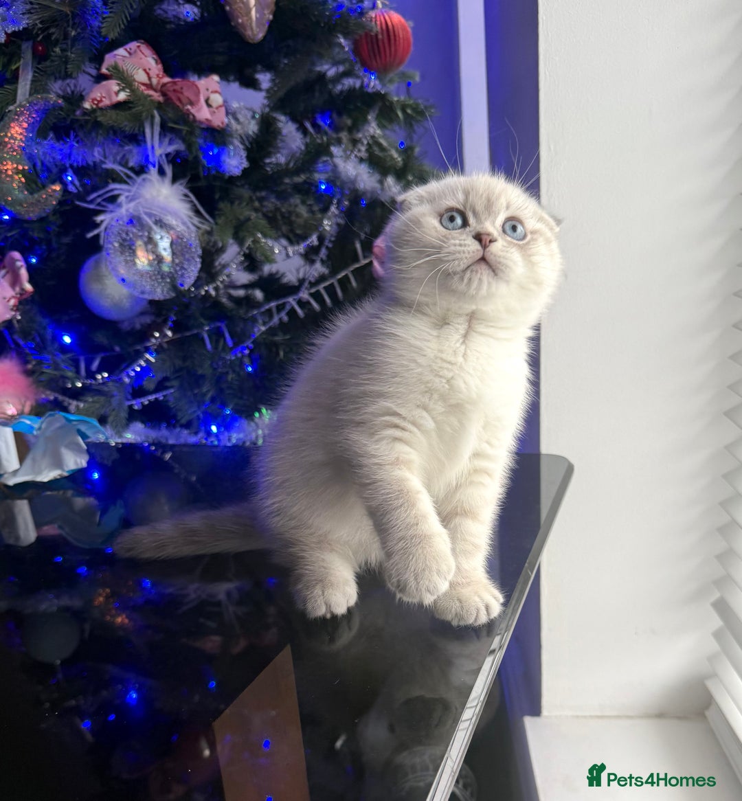 Scottish Fold cats for sale: 😻Stunning Pure breed Scottish fold kittens 😻 - Advert 29