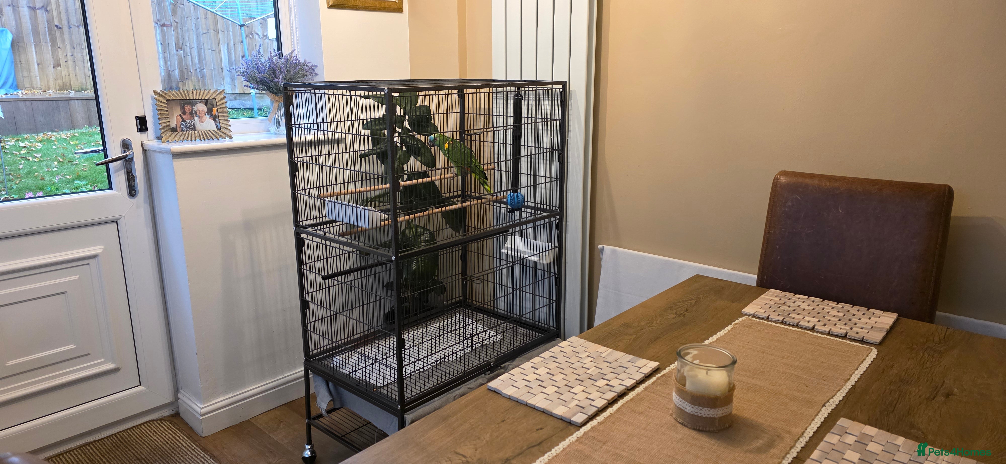 Parrots birds Amazon Parrot Yellow Blue Headed Orange Wing - Advert 13