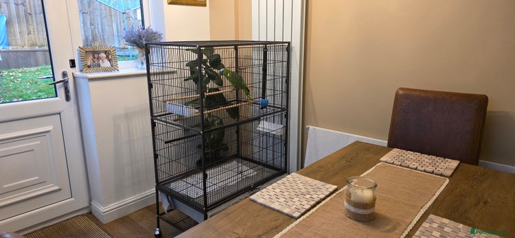 Parrots birds - Advert 6