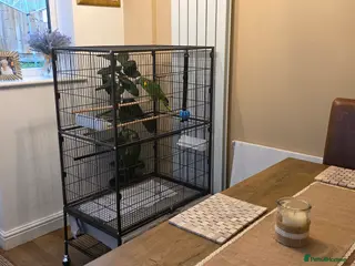 Parrots birds Amazon Parrot Yellow Blue Headed Orange Wing - Advert 13