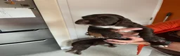 Cocker Spaniel dogs for sale: Cocker Spaniel puppies  in Cowdenbeath - Advert 4