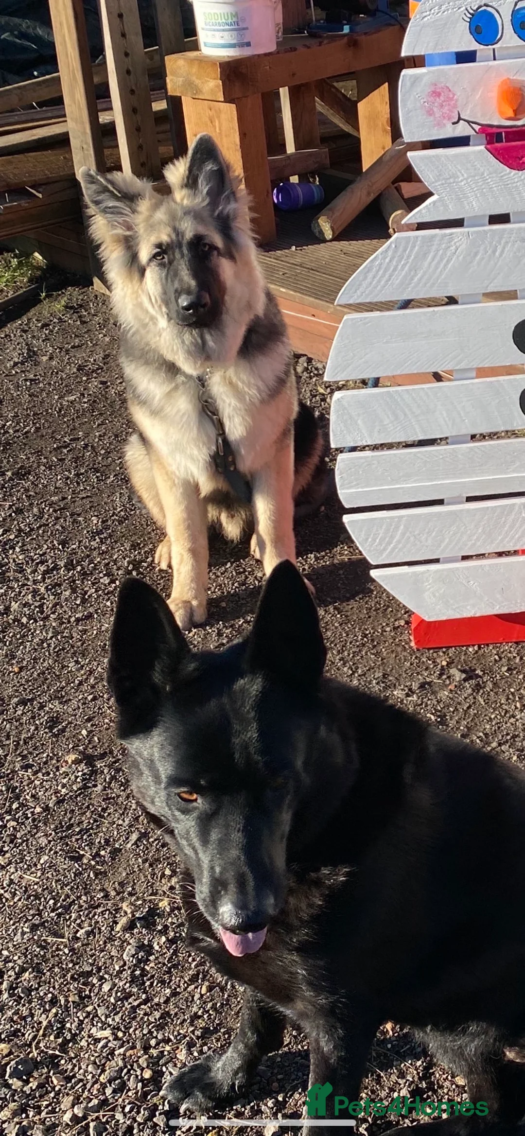 German Shepherd dogs for stud: stud only in Harwich - Advert 3