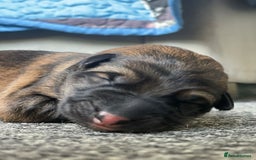 German Shepherd dogs for sale: This gorgeous boy needs a chance  - Image 2