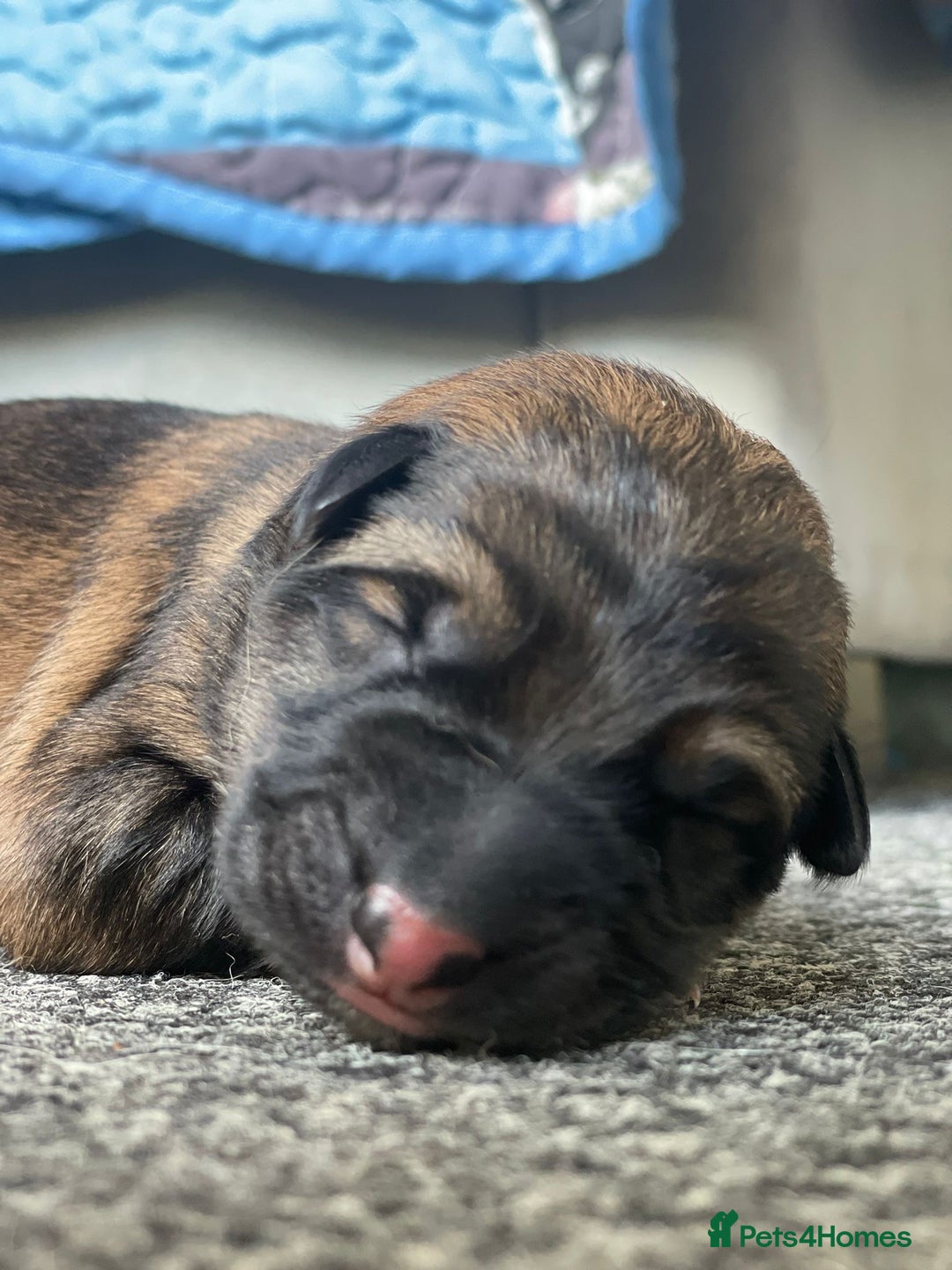 German Shepherd dogs for sale: This gorgeous boy needs a chance  - Image 2