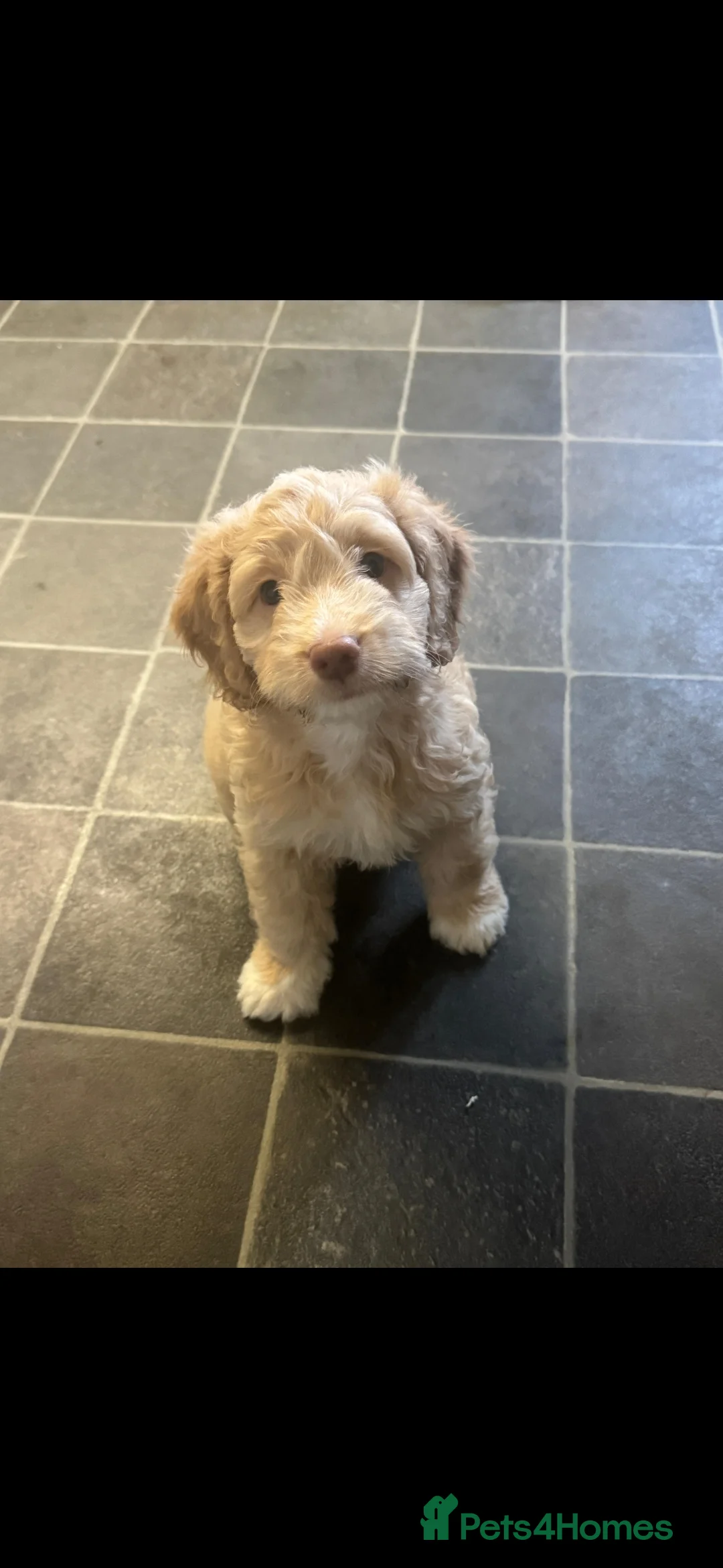 Cockapoo dogs for sale: Cockapoo puppies  - Advert 2