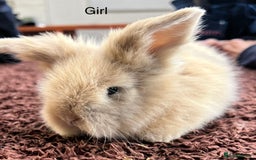 Angora rabbits for sale: Teddy Widder baby rabbits for sale   in Winsford - Image 4