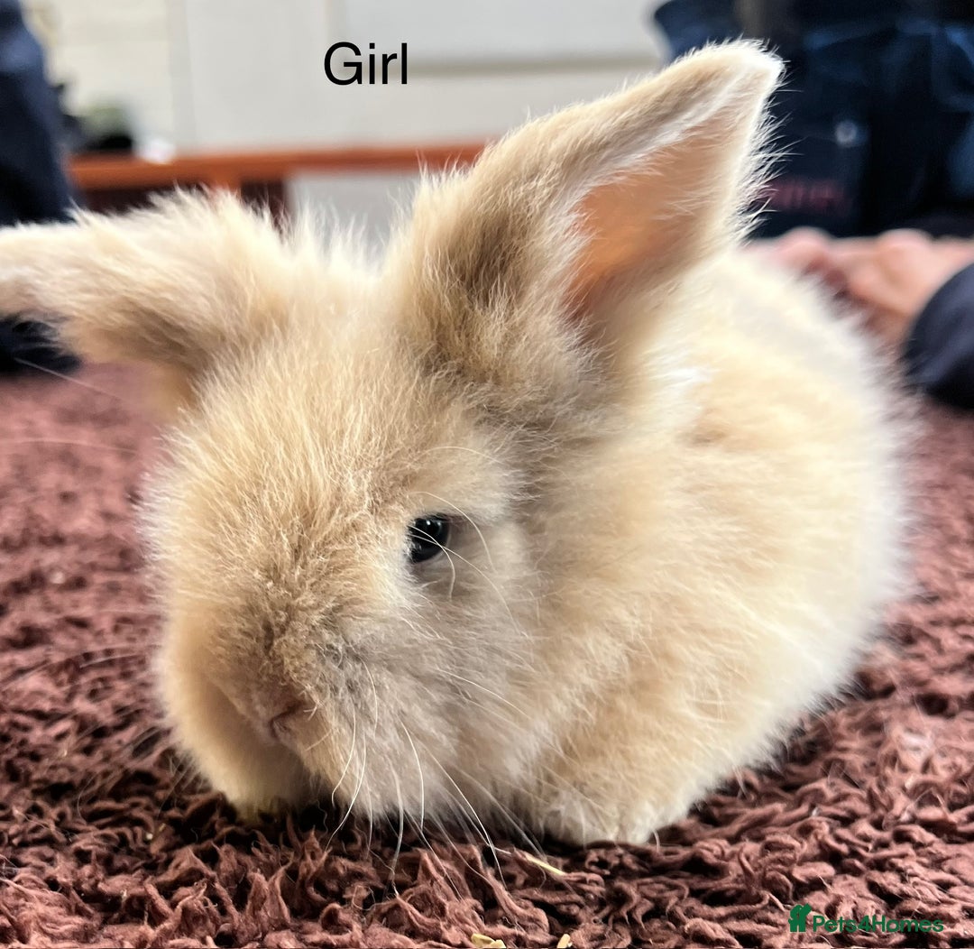 Angora rabbits for sale: Teddy Widder baby rabbits for sale   in Winsford - Image 4