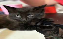 Mixed Breed cats for sale: 2 boys ready for their next adventure  - Advert 1