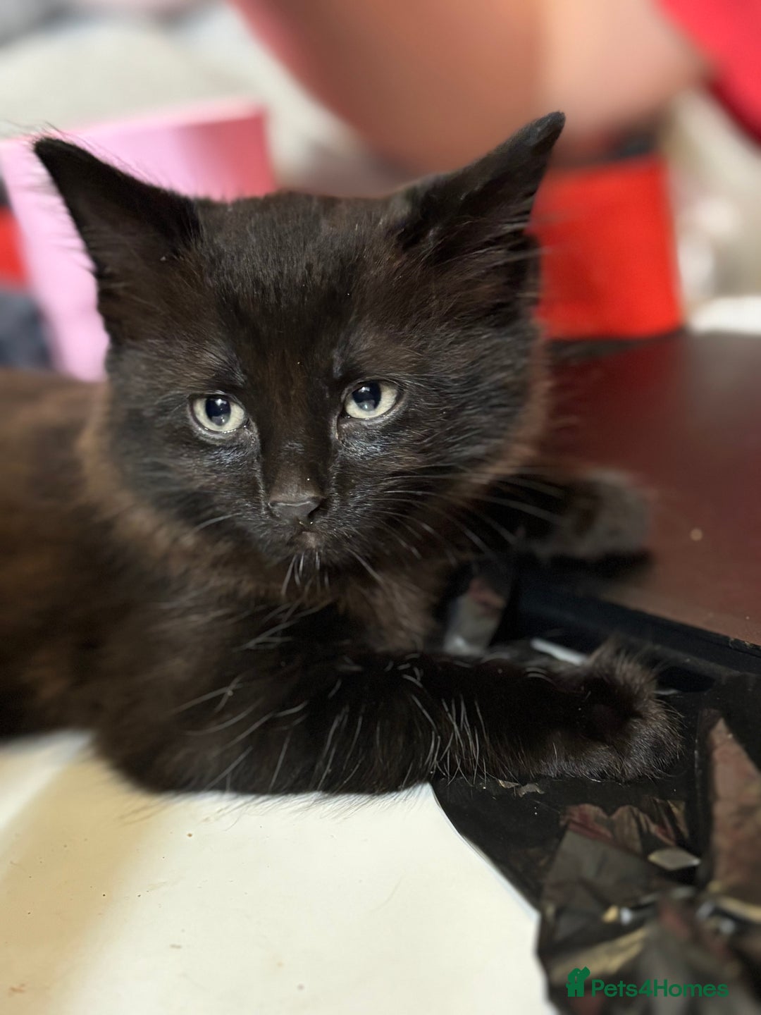 Mixed Breed cats for sale: 2 boys ready for their next adventure  - Advert 1