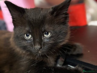 Mixed Breed cats 2 boys ready for their next adventure - Advert 1