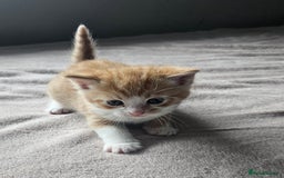 Mixed Breed cats for sale: Kittens for sale - Image 2