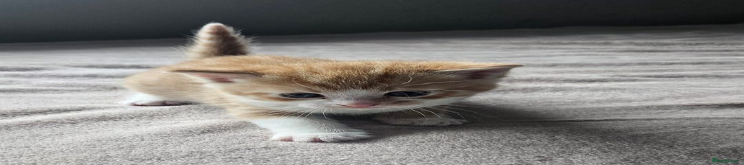 Mixed Breed Kitten 1