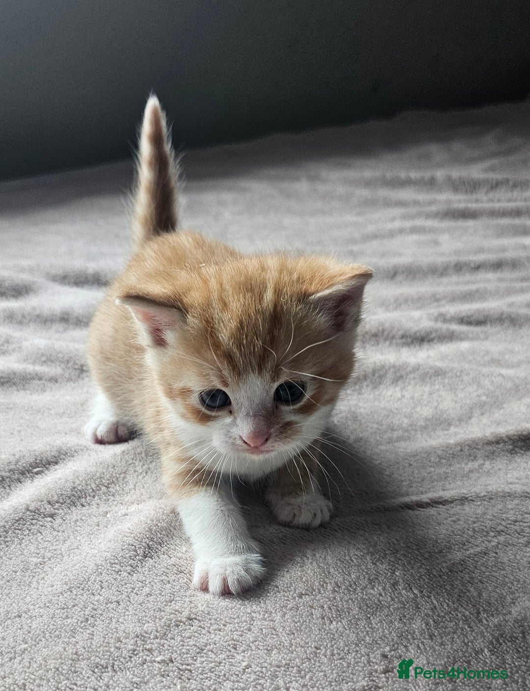 Mixed Breed cats for sale: Kittens for sale - Image 2