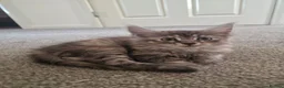 Mixed Breed cats for sale: Maine Coon mix kittens  in Heathfield - Advert 12