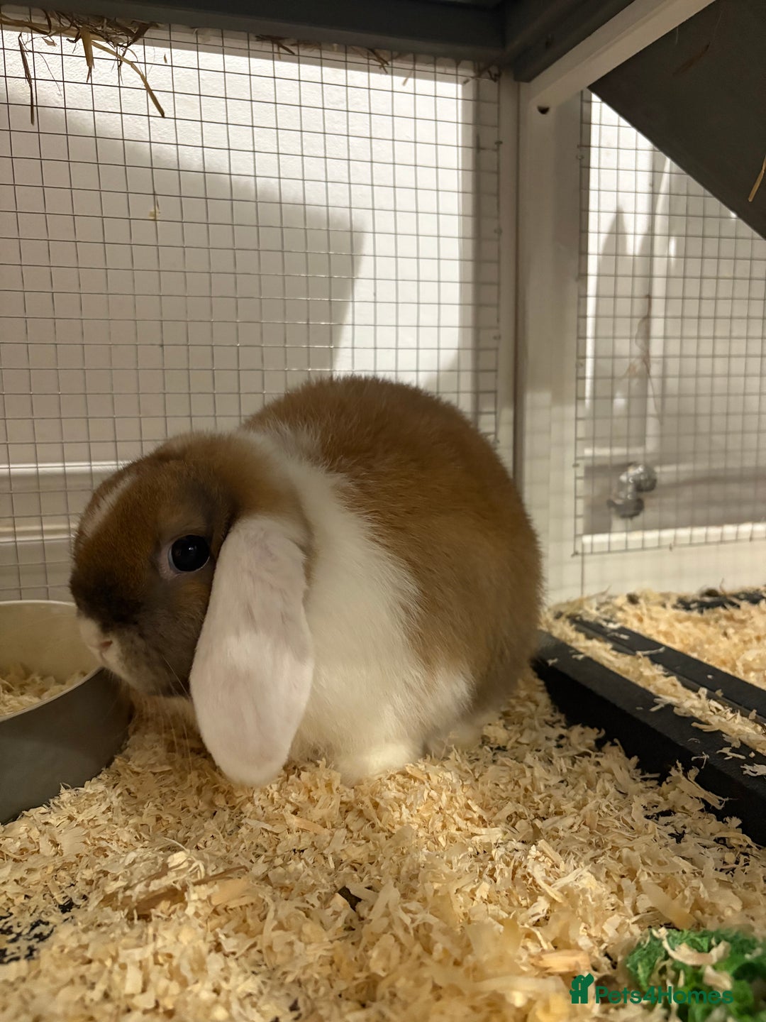 Mini Lop rabbits for sale: X2 Mini Lop Male Rabbits  - Advert 3