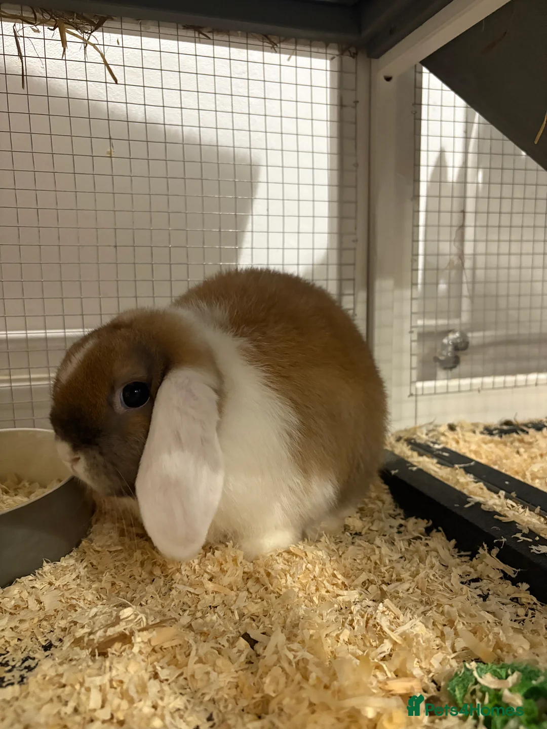 Mini Lop rabbits for sale: X2 Mini Lop Male Rabbits  - Advert 3