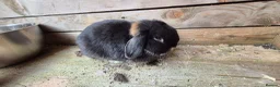 Mini Lop rabbits for sale: Gorgeous Mini Lop Adult Does Available - Advert 3