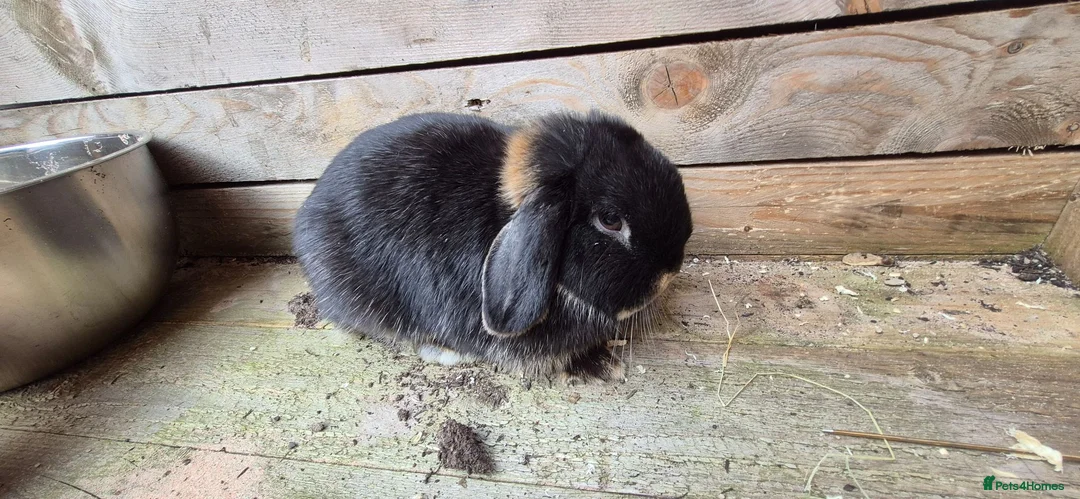 Mini Lop rabbits for sale: Gorgeous Mini Lop Adult Does Available - Advert 3