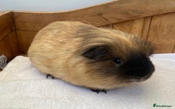 Guinea Pig rodents for sale: Gorgeous Californian Boar - Image 1
