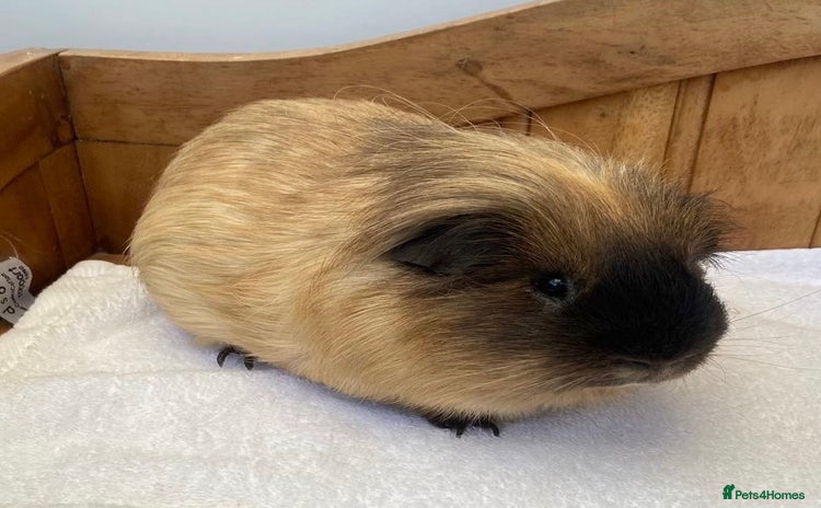 Guinea Pig rodents - Advert 5