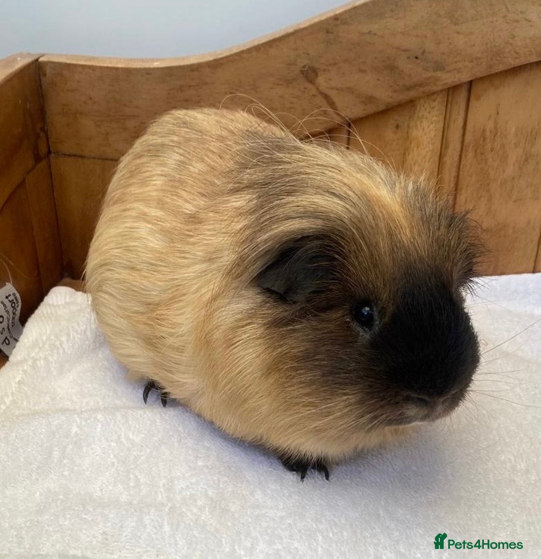 Guinea Pig rodents for sale: Gorgeous Californian Boar - Image 1