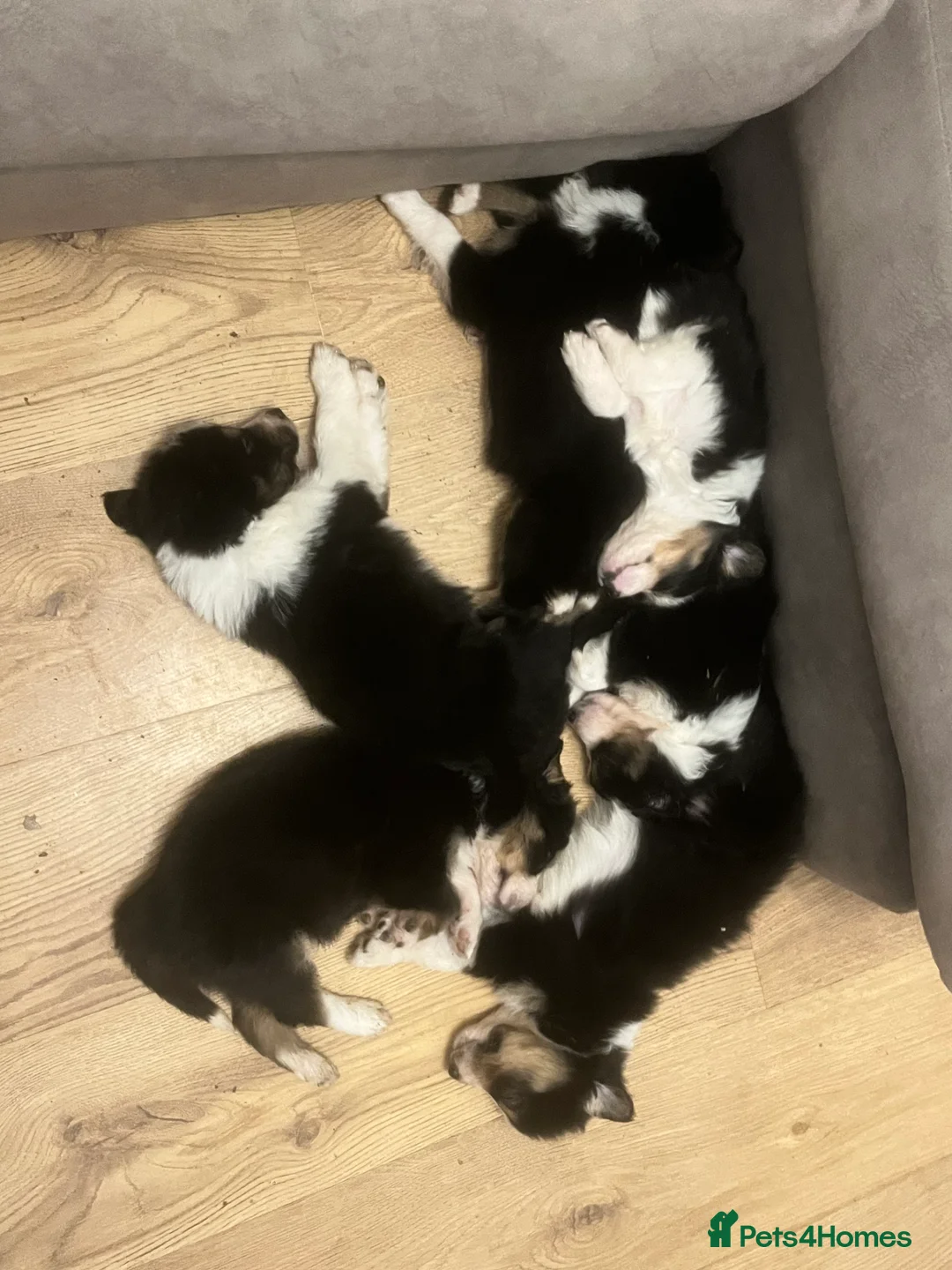 Border Collie dogs for sale: 6 beautiful tri border collie pups for sale  - Advert 12