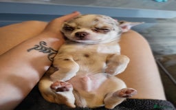 Chihuahua dogs for sale: Chihauhuas For Sale - Image 4