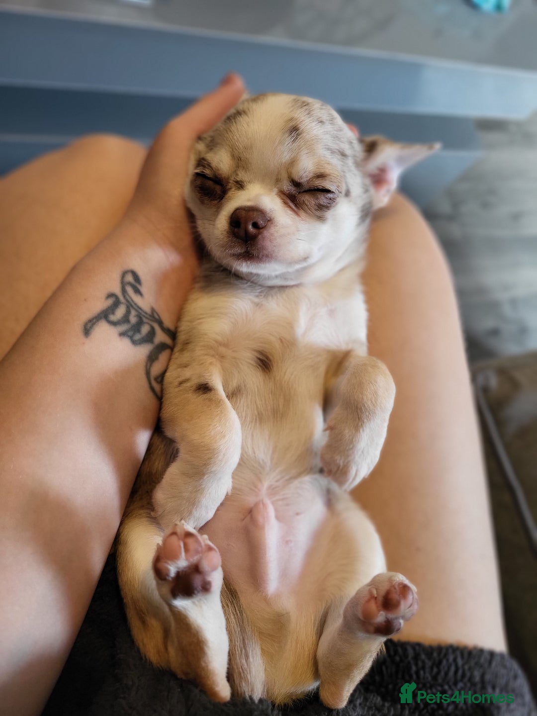 Chihuahua dogs for sale: Chihauhuas For Sale - Image 4