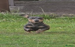 Miniature Dachshund dogs for sale: REDUCED Mini Dachsunds - Image 2